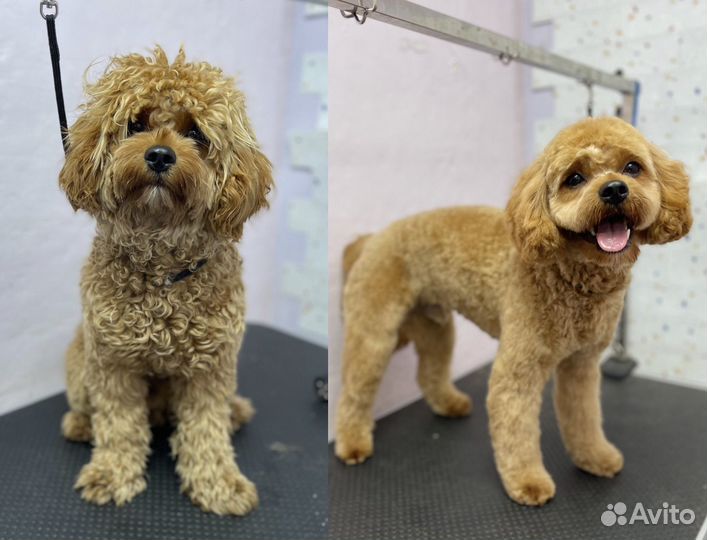 Стрижка собак всех пород