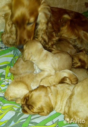 Английский спаниель