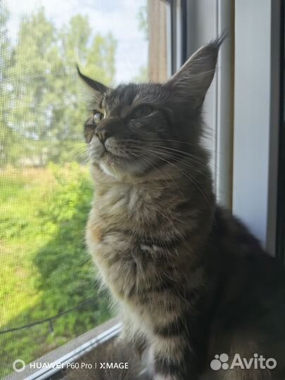 Мейн-кун кошка