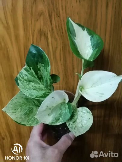 Эпипремнумы, сциндапсусы