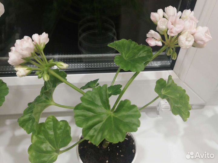 Сортовая тюльпановидная цветущая пеларгония