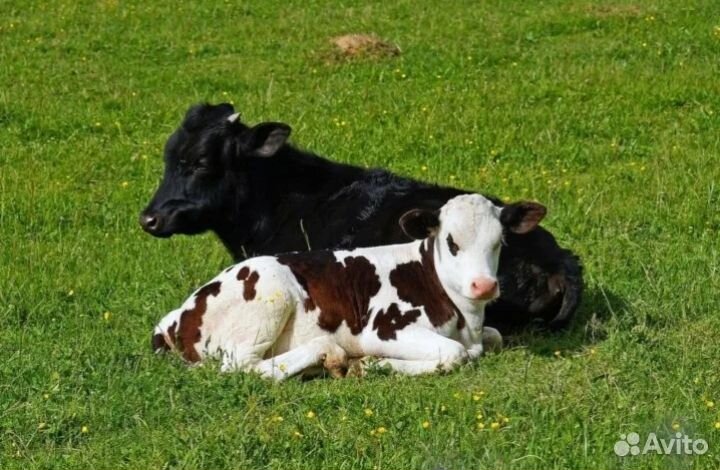 Продам телят
