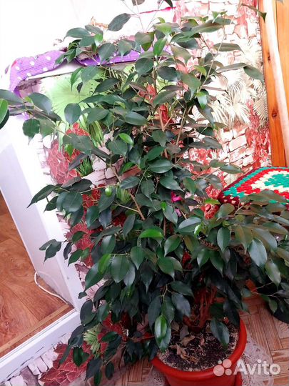 Бенджамина