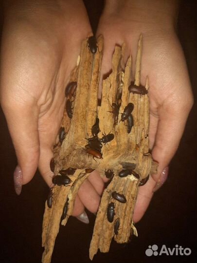 Кормовые насекомые мучник,зофобас