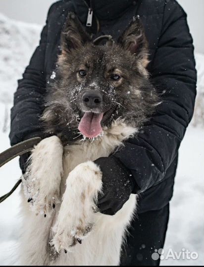 Классный парень ищт дом и доброго хозяина