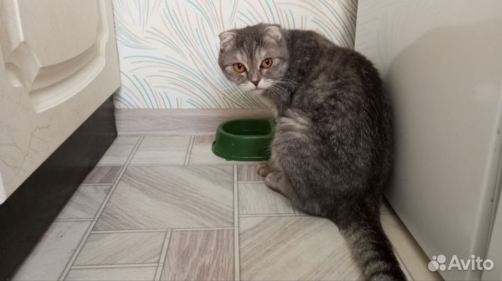 Шотландская вислоухая кошка в добрые руки