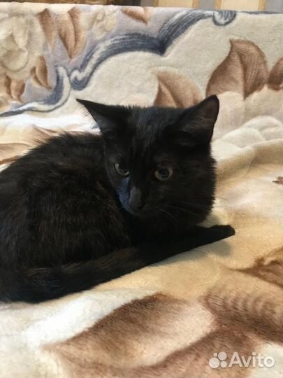 Кошка