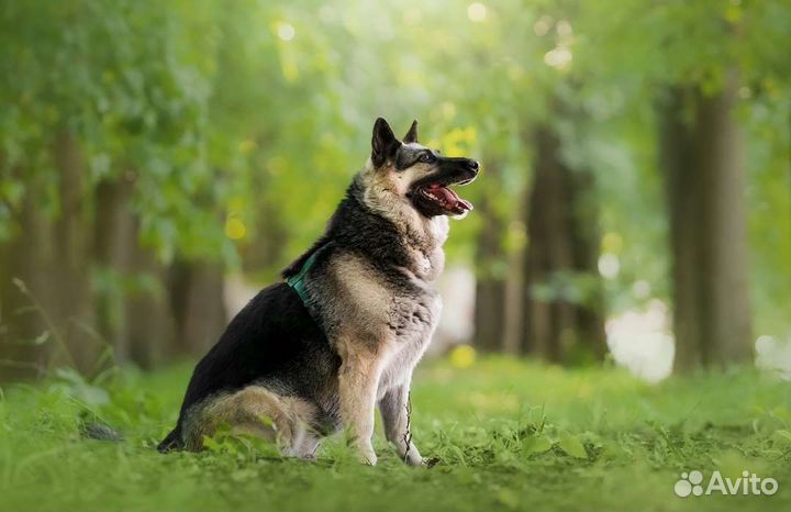 Метис восточноевропейской овчарки ищет семью