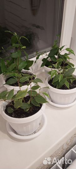 Фикус бенджамина