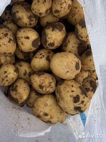 Продам картофель оптом