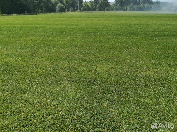 Рулонный газон
