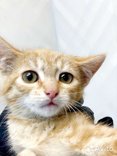 Солнышко (3 месяца) ищет дом