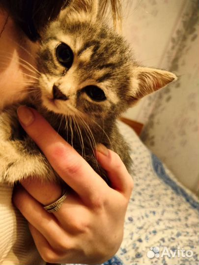 Котенок 1 месяц