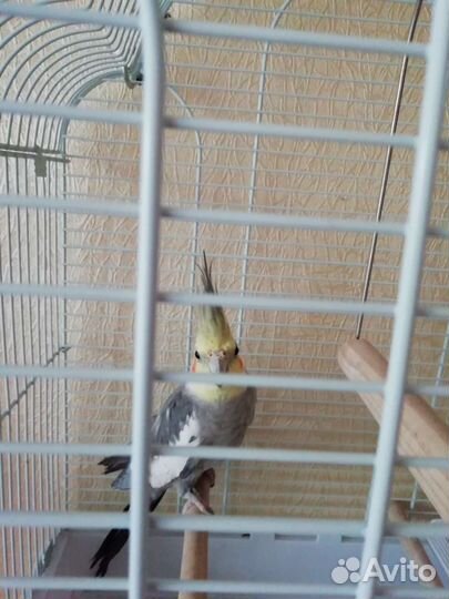 Попугай корелла мальчик