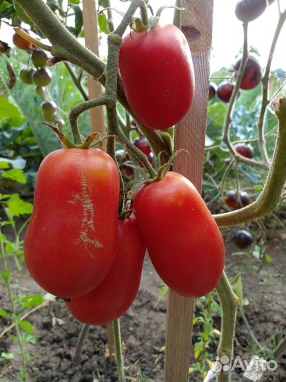 Семена томатов для засолки и салатов