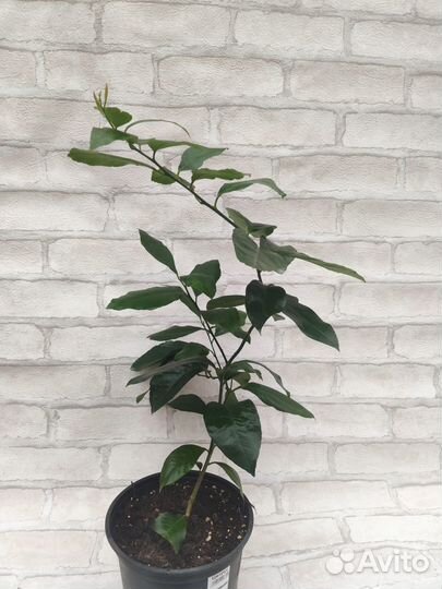 Лимон Лунарио