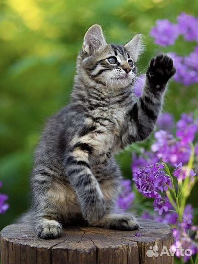 Пацан в добрые руки