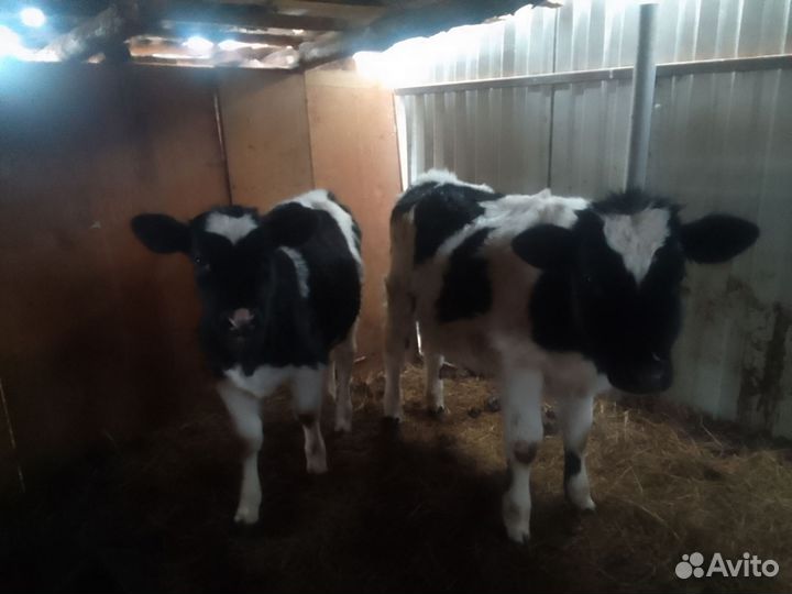 Телята телочки