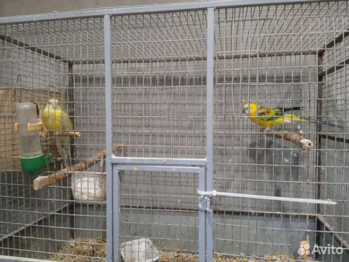 Попугаи, розеллы, певчие