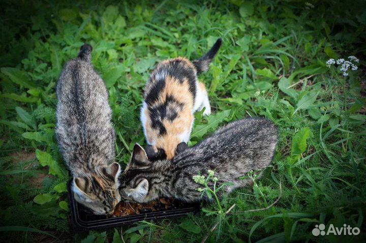 Милые котята в дар