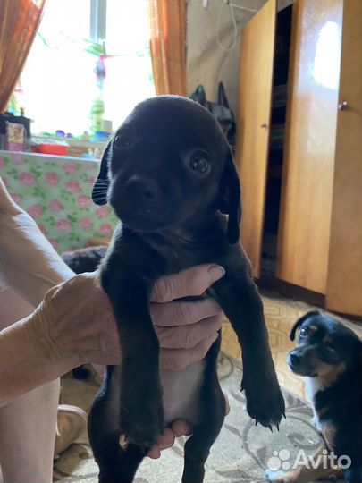 Щенки отдам в добрые руки