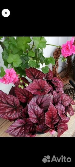 Бегония декоративно лиственная