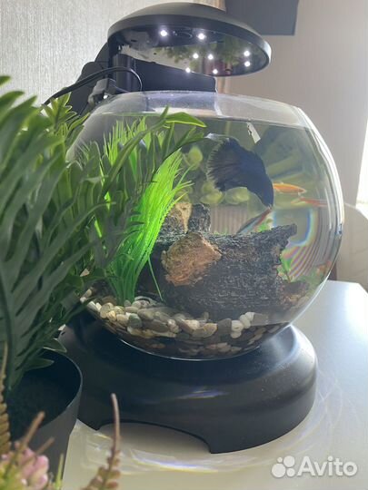 Аквариум со всем содержимым и петушком