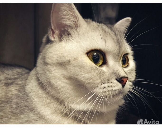 Кошка в добрые руки