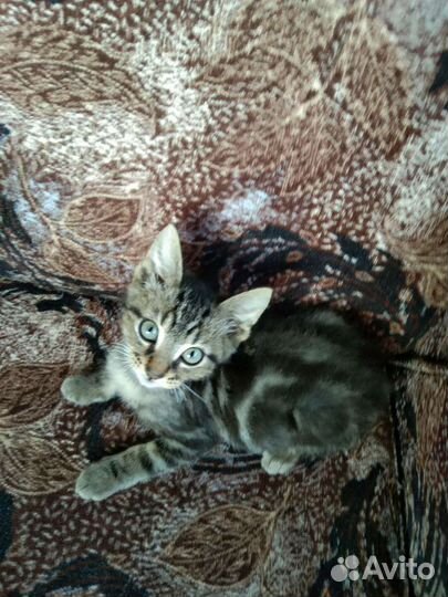 Котята мальчики в добрые руки