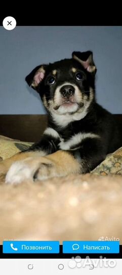 Щенок в добрые руки