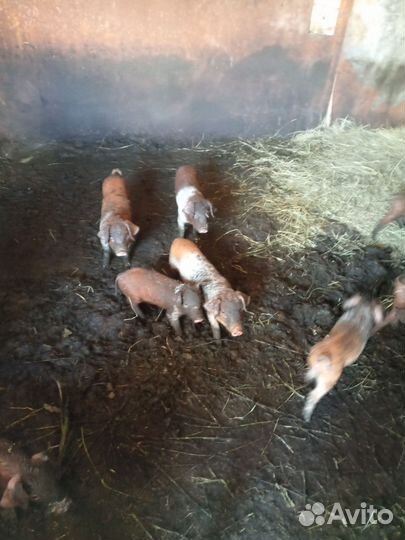 Поросята дюрок