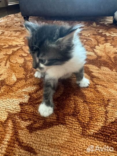 Отдаем котят в добрые руки