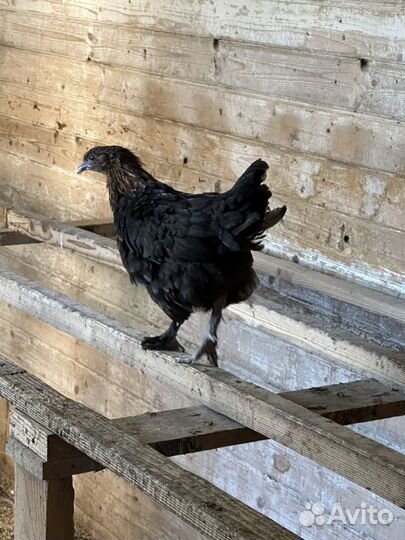 Цыплята маран, малин, лакеданзи, легбар, ливенские