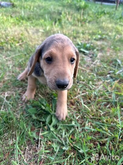 Щенки русской гончей