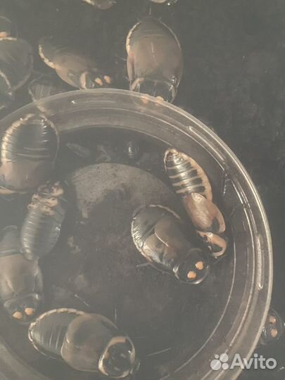 Продам Тараканов