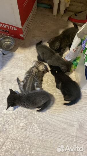 Шотландские вислоухие котята