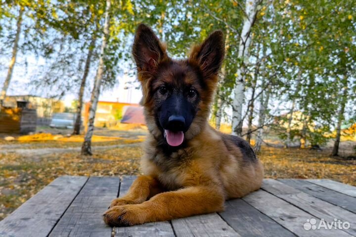 Зонарно-рыжая красотуля дш немецкой овчаки