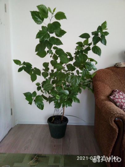 Цветущая китайская роза, Гибискус, рэо