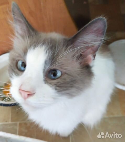 Котик голубоглазый