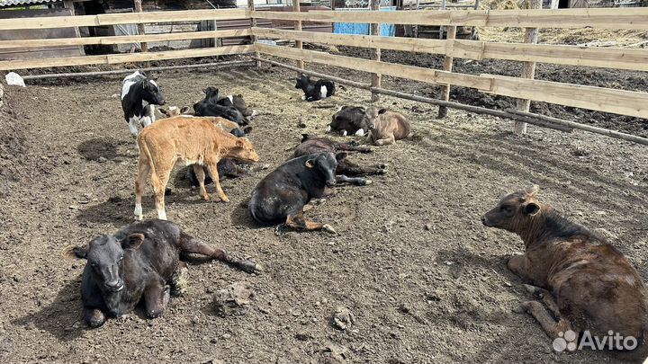 Телки 3 месяца