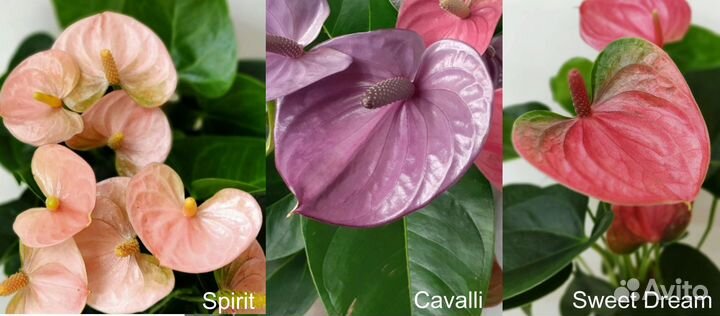 Антуриумы сортовые