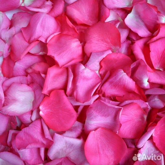 Лепестки роз