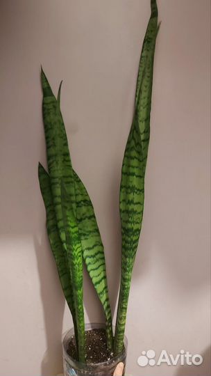 Комнатные цветы