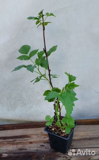 Малина сортовая