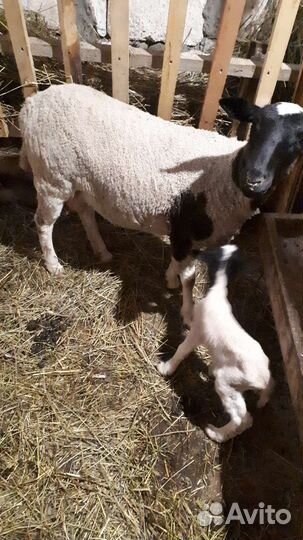 Овцы дорпер
