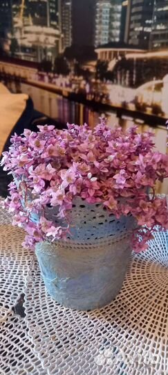 Каллизия розовая пантера