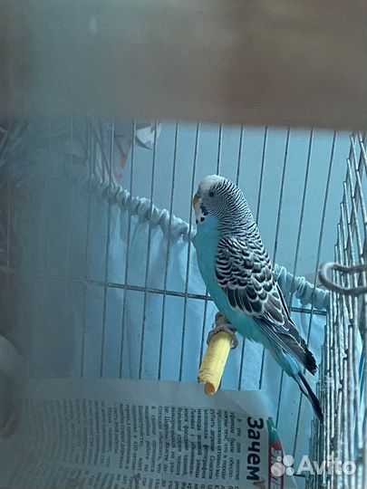 Волнистый попугай