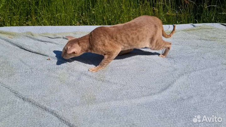 Ориентальный кот на вязку