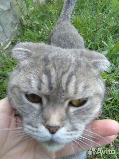 Кошка в добрые руки, шотландская,потеряшка
