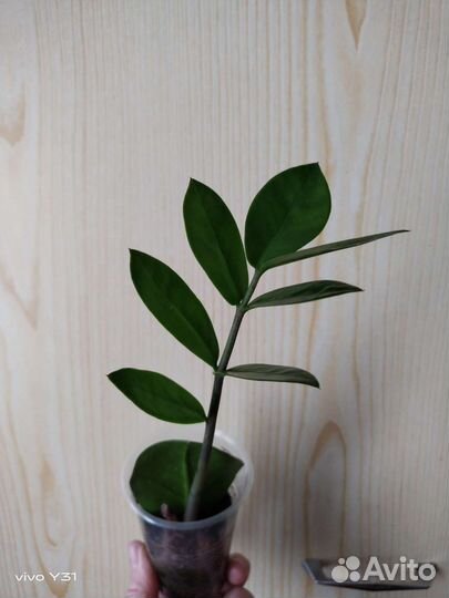 Замиокулькас